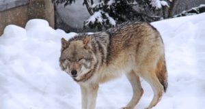 Hundihirmus tartlased loodavad abi saada jahimeestelt (täiendatud 26.01)