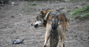 Järvamaal kütiti hooaja esimene hunt