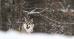 Huntide küttimismahtu tõsteti mitmekordselt