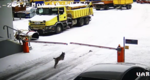 Ilves jooksis Viljandis ringi