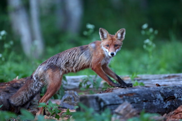 jürijõepera.JPG-rebane