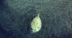 Peipsi järvest leiti hulgaliselt salavõrke