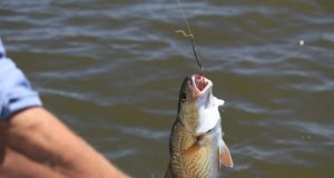 Lihtustati kalapüügi andmete esitamist