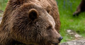 Näljased karud müttavad Rakkes