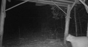 Piltuudis: kiire ilves Viljandimaal