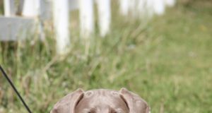 Ära anda Weimari linnukoer