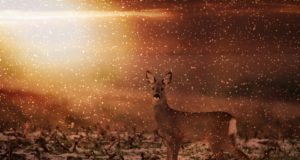 Aasta loom lähivaatluses