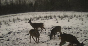 Piltuudis: Aastaloom tabatud rajakaamerast