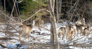 Aasta loomaks valiti neljajalgne, keda kõik tunnevad