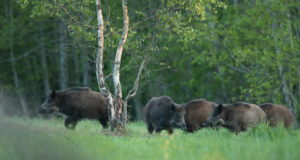 Aasta lõpu seisuga kütiti pea 13 000 metssiga