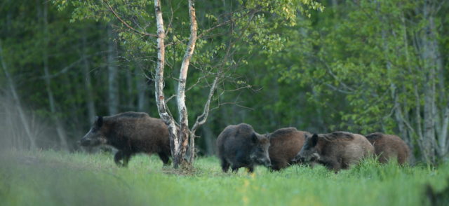 metssead-juri-joepera