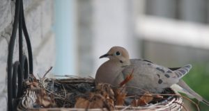 Algas turteltuvi aasta.