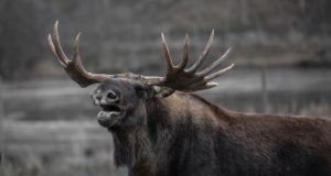 Hirvlaste kroonilise kurtumushaiguse leviku tõttu alustatakse seiret ka Eestis