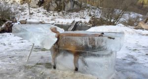 Jäässe kukkunud rebasest sai skulptuur