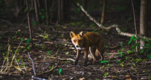 Saaremaal tegutsevad tublid väikeulukikütid