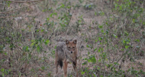 Eestis tavatu kuid kasulik väikeuluk – šaakal