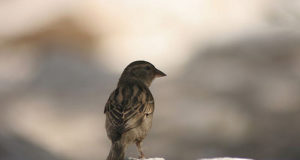 Lind jäätus metalltoru külge