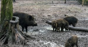 Lätis tuvastati taas seakatk