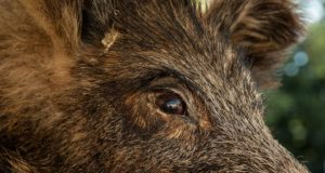 Võru- ja Lääne-Virumaal tuvastati taas SAK viiruspositiivsed metssead