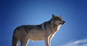 Hundijaht Kõrvemaal