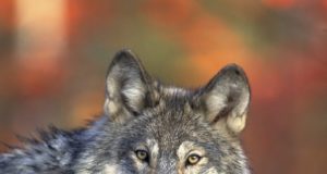 Huntide küttimislimiiti suurendati taas