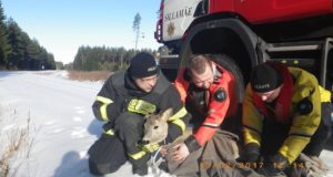 Aasta loom jäi Sillamäel jäässe kinni