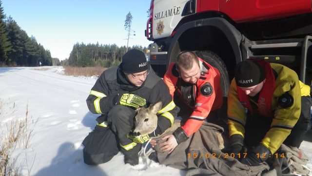 päästetud metskits