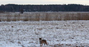 Uluk ründas poegivat lehma