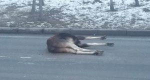 Lasnamäel tekitas põder avarii