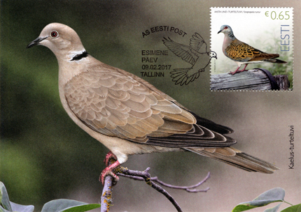 Turteltuvi maksikaart. Eesti Post