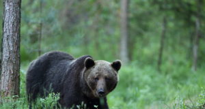 Viljandi jahimehed täitsid karu küttimismahu