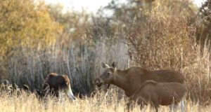 Ökoduktid ei toimi?