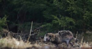 Marutaudi lepingu hetkeseis