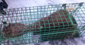 VIDEO! Nugis päästeti Kakumäe korterist