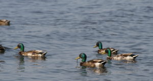 Linnugrippi puudutav teave on leitav spetsiaalselt veebilehelt