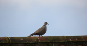 Algas aasta linnule pühendatud armastusluule konkurss