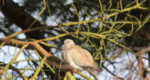 Loodusõhtul kuuleb lugusid aasta linnust