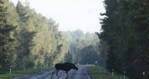 Näljased põdrad sunnivad jahimehi kukrut kergitama