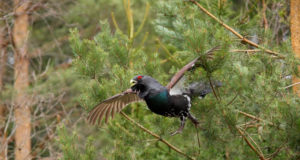 Metsis on pool aastat Illuka kooli kodulind olnud