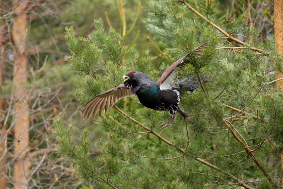 Metsis_aprill Remo Savisaar