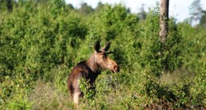 Esimesed ajujahid möödusid suurema paugutamiseta