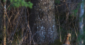 Miks kaob metsast metsis?