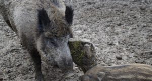 SAK levib hoogsalt Saaremaal