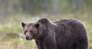 Brüsselist ei tule keegi meie metsloomi üle lugema