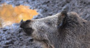 Üleskutse metssigade küttimise jätkamiseks
