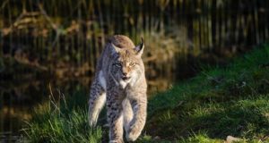 Kärntõves ilves luusib Nõmmel ringi