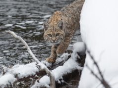 Ilves ründas Võrumaa talus koera