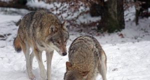 Kuidas loetakse kokku hunte ja kui täpsed on need andmed?