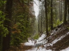 Keskkonnaamet muutis küttimispiirkondi