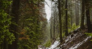 Keskkonnaamet muutis küttimispiirkondi